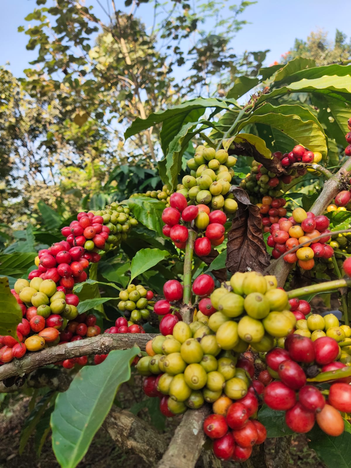 Dokumentasi Kopi Kutjur Gallery 7